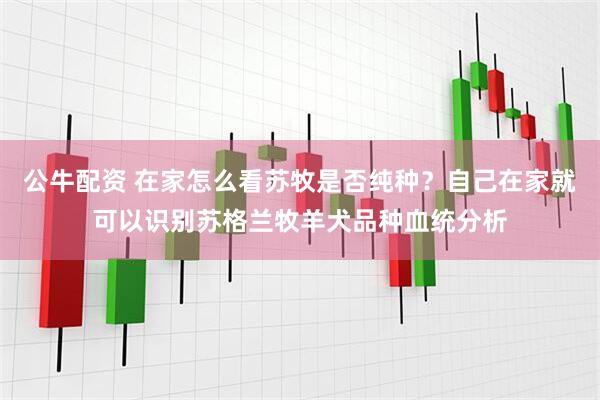 公牛配资 在家怎么看苏牧是否纯种？自己在家就可以识别苏格兰牧羊犬品种血统分析